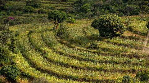 Reforestación Mastercard