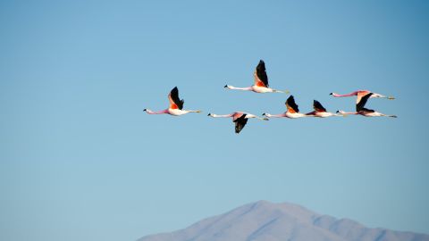 Flamencos