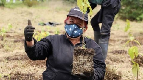 Smaot Reforestación