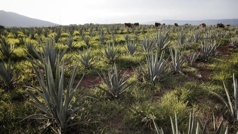 Cultivo de Agave