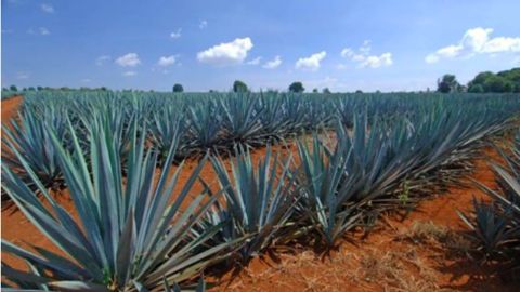 Agave pulquero