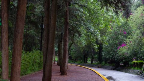 Bosque de Tlalpan