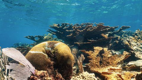 Arrecifes de coral