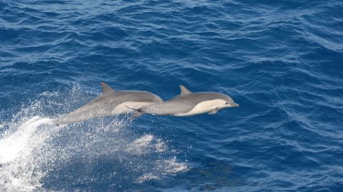 Delfín