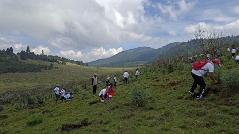 Reforestación Sealy Edomex