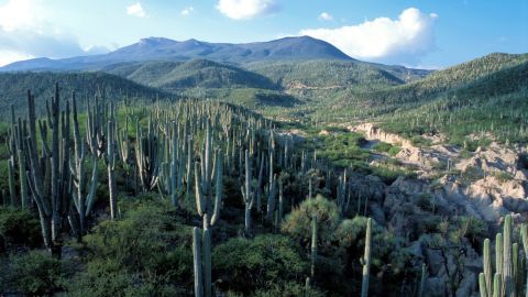 Reserva de la Biosfera Tehuacán-Cuicatlán