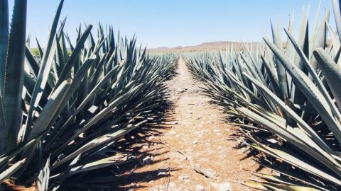 Agave