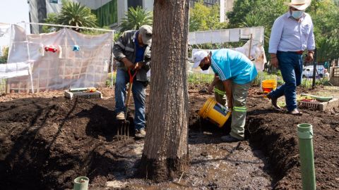 Ahuahuete de Reforma