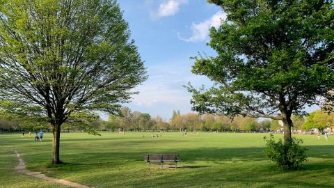 Árboles en el parque