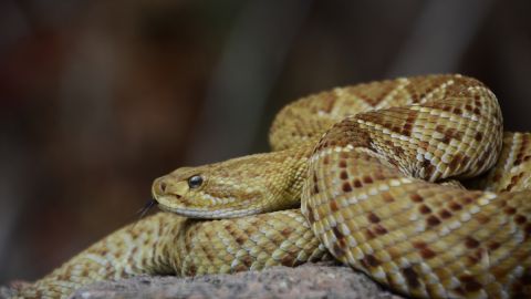 Cascabel del Pacífico