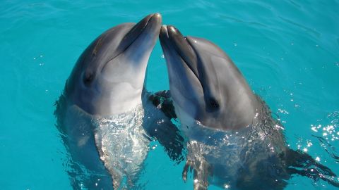 Delfines