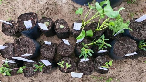 Protección de dunas