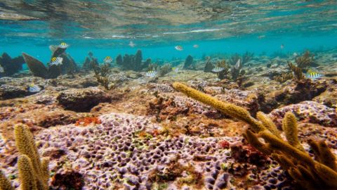 Arrecifes de coral