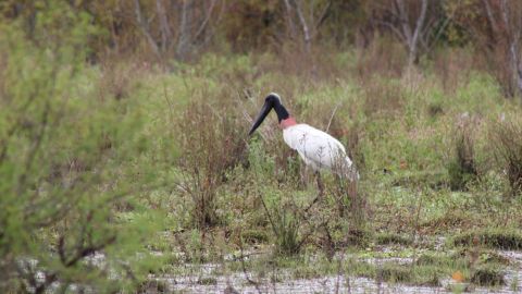 Cigüeña jabiru 