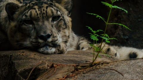 Leopardo de las nieves