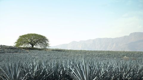 Agave