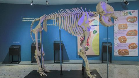 Museo de Ciencias Naturales 