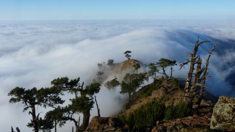 Reserva de la Biosfera Isla Guadalupe