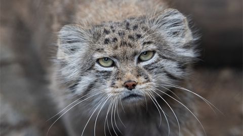 Felino en el Everest