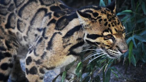 Ocelote