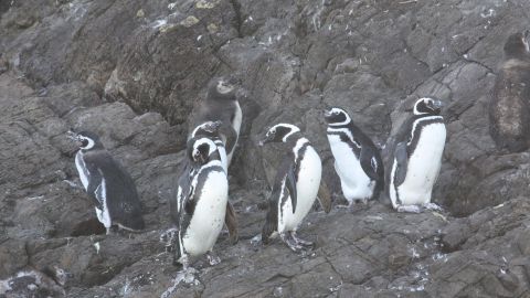 Pingüinos de Magallanes 