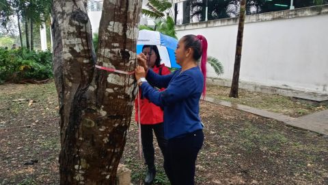 Árboles de Quitana Roo