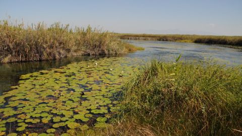 Humedales