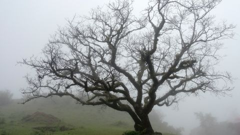 Árbol