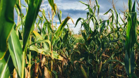 Cultivo de maíz