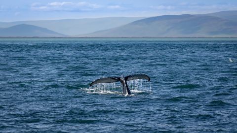 Ballena en Islandia