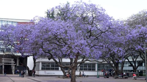 Jacaranda