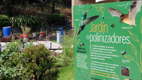 Jardín para polinizadores