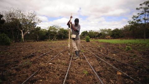 Cultivo en Nicaragua
