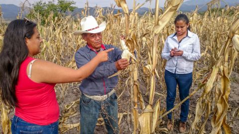 Cultivo de maíz