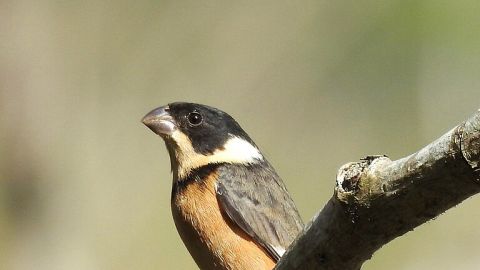 Ave en cabo Corrientes