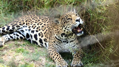 Refugio Jaguar