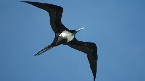 Great Frigatebird Date 	