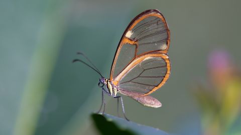 Mariposa
