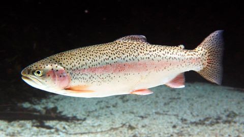 Trucha arcoiris