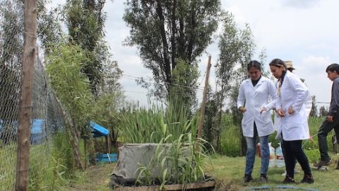 Agua en riego de Xochimilco