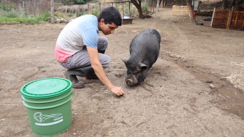 Alimento para ganado