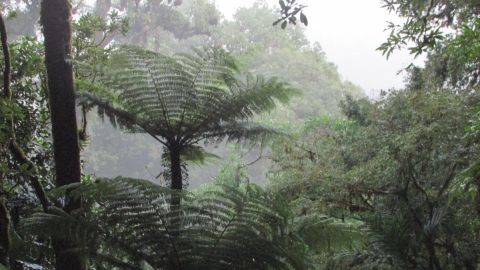 Reserva de la Biosfera El Triunfo