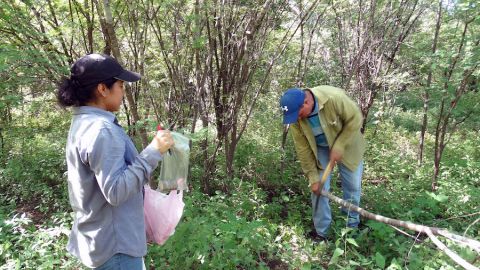 El potencial hídrico de plantas