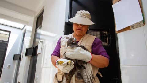 Rehabilitación de Aves rapaces