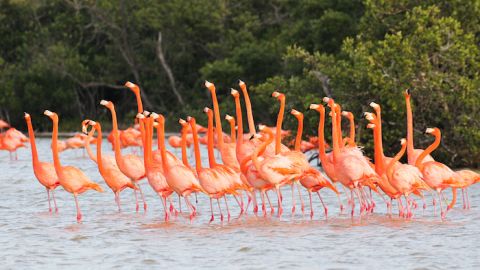Flamecos  Fundación Pedro y Elena Hernández