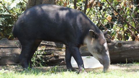 Tapir