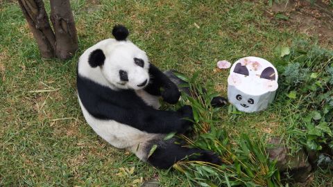 Panda gigante Xin Xin