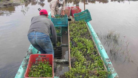 Reforestación de mangalres
