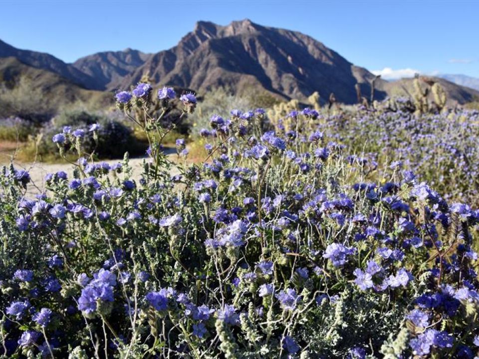 Jardín Desierto