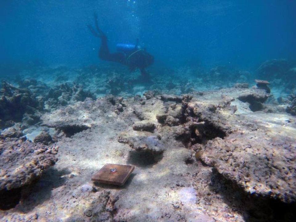 La Gran Barrera coralina
